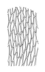 Rhynchostegium laxatum, upper laminal cells of branch leaf. Drawn from A.J. Fife 9553, CHR 468071.
 Image: R.C. Wagstaff © Landcare Research 2019 CC BY 3.0 NZ